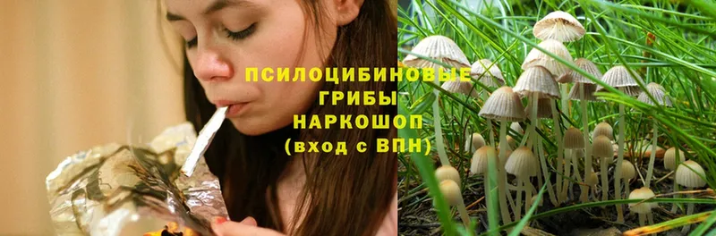 Галлюциногенные грибы Psilocybe Инта